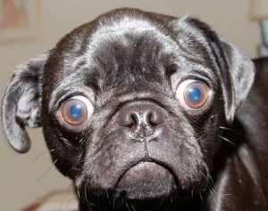 funny-dog-pictures-sad-face